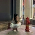 偶遇一位仙女小姐姐，街拍广州元岗，攒劲小曲西雅图系列