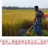印度博主使用中国割草机收稻谷，各国网友看懵了：真是才华出众啊
