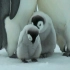 企鹅宝宝欺负旁边较小的企鹅宝宝，结果被妈妈教训了
