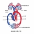 心血管系统-血液循环