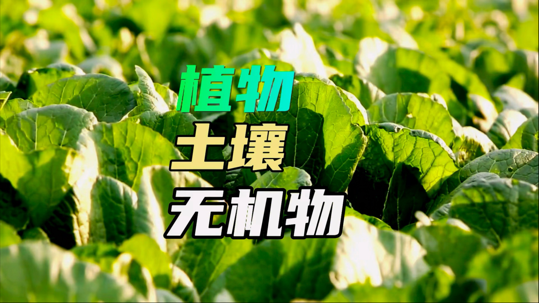 植物体内的矿物质是怎么来的？