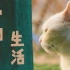 流浪猫纪录片：它们的生活——郑州“喵星救援”营地故事