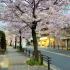 【4K】漫步在名古屋藤冈站 | 赏樱花
