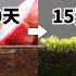 1分钟看完火龙果的15天生长过程!延时摄影记录种子到发芽全过程!