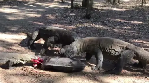 三只巨蜥啃食野猪惨叫连连!痛苦不堪任人宰割,场面残酷