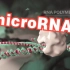 microRNA的基因沉默 | Gene Silencing by microRNA