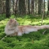 【有趣的猫咪】猫猫喜欢树林里这些青苔