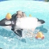 【碧蓝航线皮肤】六周年第一弹安克雷奇-「海豚、海洋、游泳课」【Live2D】皮肤速览！