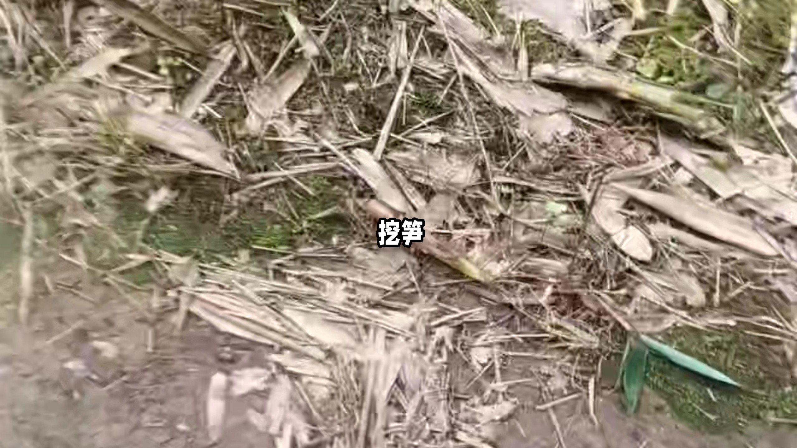 叫