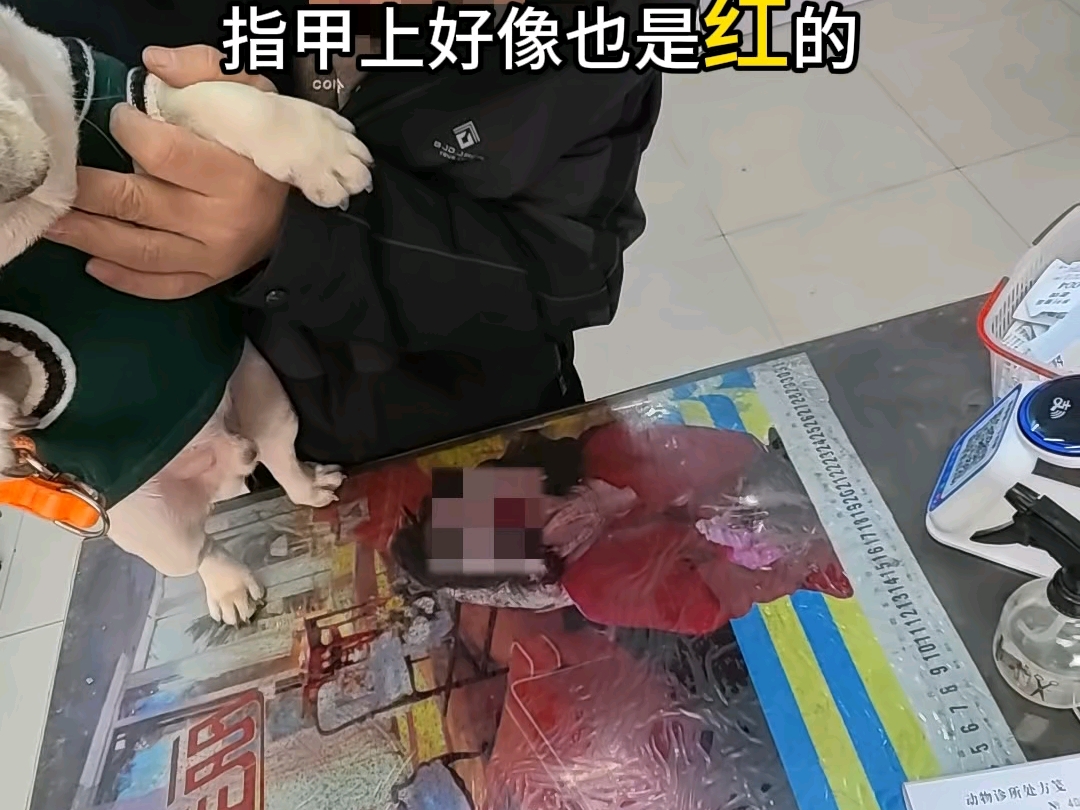 乡村兽医修猫修狗的一天