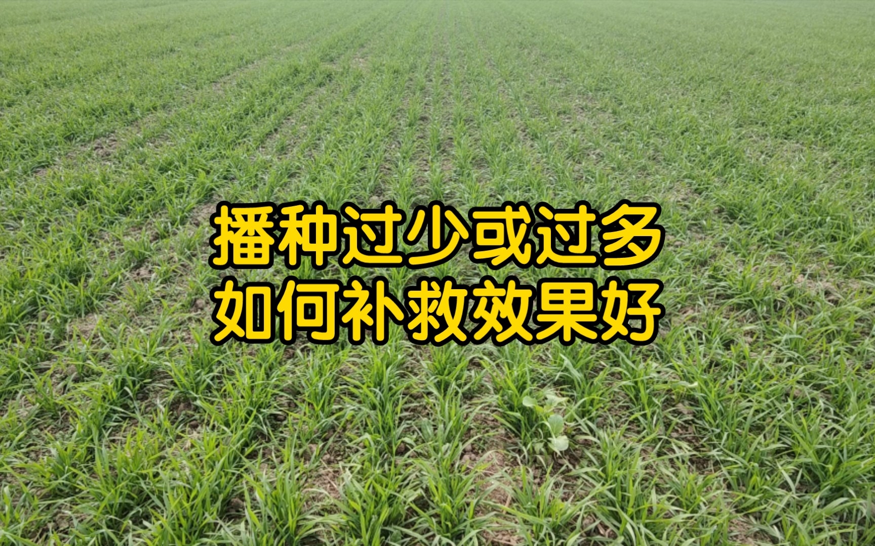 小麦播种过多或播种过少，如何补救效果好