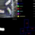 # AI养猪 使用计算机视觉技术养猪 #天蓬系统 #来自睿畜科技