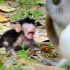 这么可爱的刚出生的幼崽奶猴，肚子都饿了 猴妈妈为啥不喂奶啊 ，就那么冷漠无情的看着宝宝