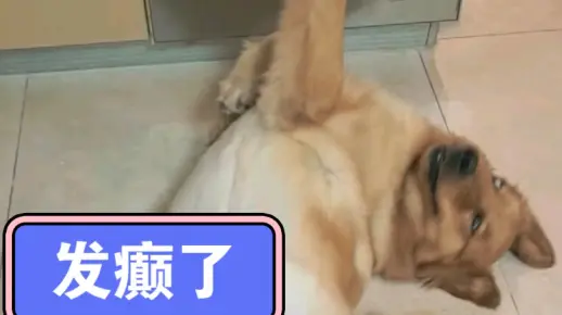 小狗日常发发癫