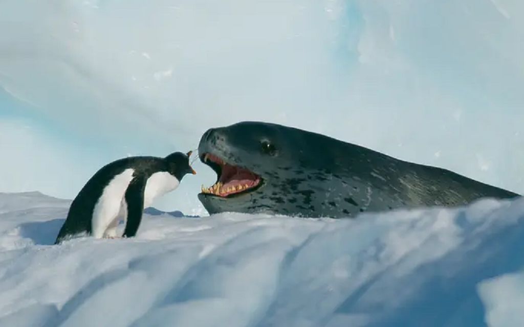 【精彩片段】豹海豹狩猎巴布亚企鹅，听说你想知道我出了啥？
