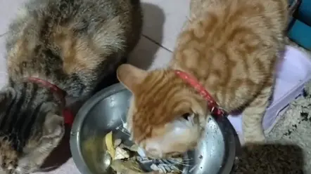 两母子在抢吃，哈哈