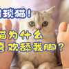 猫咪舔主人的脚很猥琐？6个原因看清猫舔脚真相
