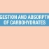 Human Physiology(21)：碳水化合物的消化吸收
