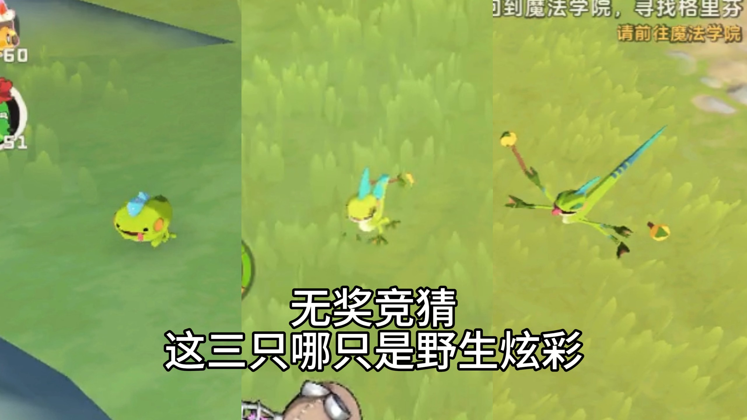 你们野生炫彩都自带保护色的吗！