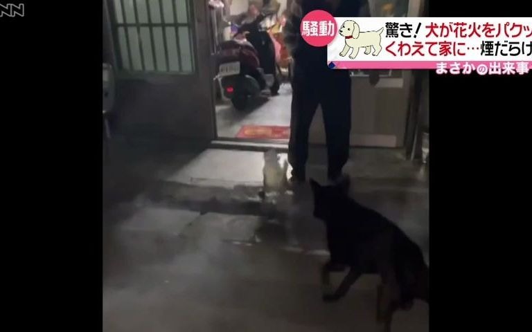 まさか 犬が花火をパクッ くわえて家の中に 台湾 21年3月4日放送 News Every より 哔哩哔哩 つロ 干杯 Bilibili