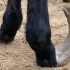 驴子五年没有修脚蹄子了，修蹄师傅修了四十年，这么长的真罕见