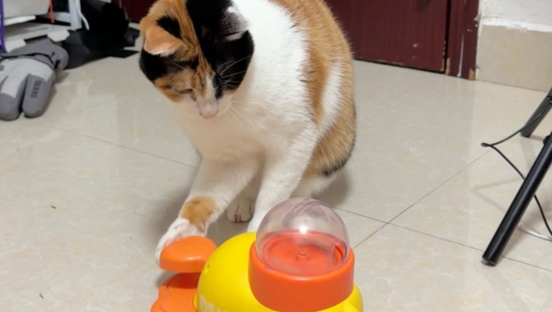 着急的猫是这样的