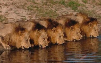 大真探雄狮联盟传奇