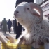 农业与互联网：环县羊产值8年狂飙近7倍