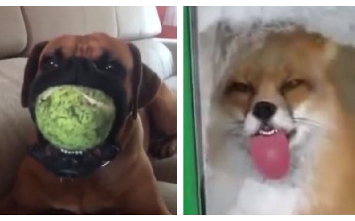 能忍住不笑算我输!国外搞笑集锦,top10精选版