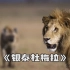 《银泰杜梅拉》上集：鬣狗与狮子，永世的宿敌，霸气连杀两任鬣狗女王-