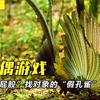 用“屁股”找对象的“假孔雀”，妹子没撩到，却被野猪看上眼