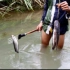 柬埔寨小伙，展示高超的叉鱼技术