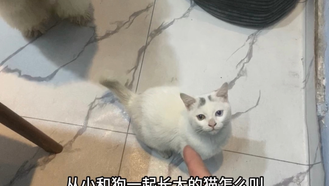 断奶后就和狗一起长大的猫这样叫