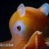 烙饼章鱼萌萌哒这大概是世界上最可爱的章鱼了