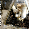 阳台蘑菇养殖：终章