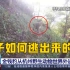 WANTED！杭州野生动物世界3只金钱豹外逃 现已捕回一只