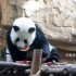 【大熊猫囡囡】在西瓜下市之前，我们囡囡一直在吃瓜第一线～