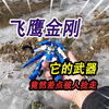 新玩具飞鹰金刚的武器丢了，来到小河里寻找，竟然差点被别人捡走