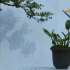 【植物世界】兰花（1080p）