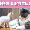 独眼小奶猫，医院归来后竟然