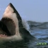 大白鲨猎食海豹场面壮观