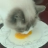 【萌宠吃播】给猫猫吃个无菌蛋