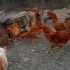 学FinalCutPro一个小时，剪辑的第一个视频，素材是用手机拍的自己养鸡的地方