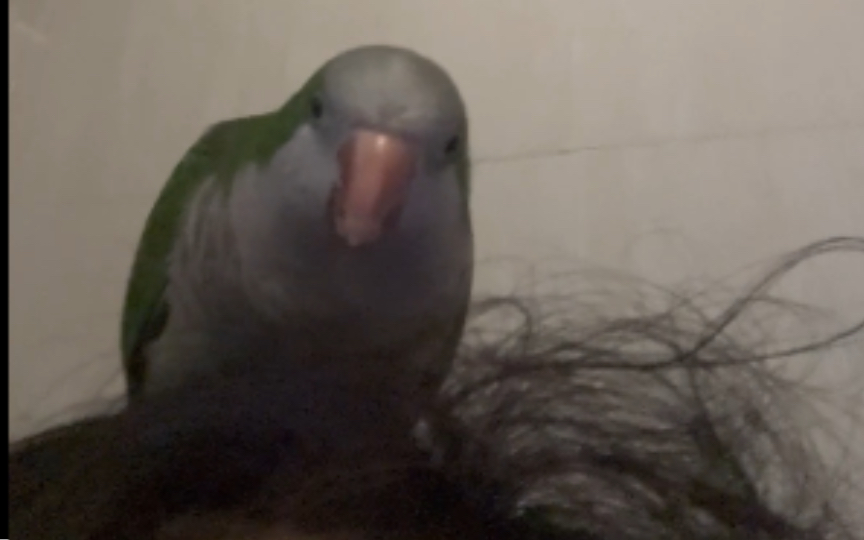 【bigu】小鸟理发师，差评！