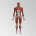 【3D演示】肌肉系统（原版+字幕版）