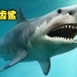 史前海洋霸主：巨齿鲨，以鲸鱼为食