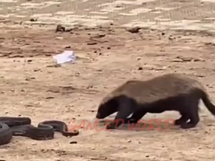 平头哥蜜獾骚扰岩蟒