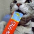 【萌哭】伊纳宝CIAO啾~噜猫条广告歌的中文版听完一遍已经被严重洗脑