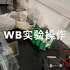 实验小白必备：WB操作westernblot实验操作，研究僧日常记录