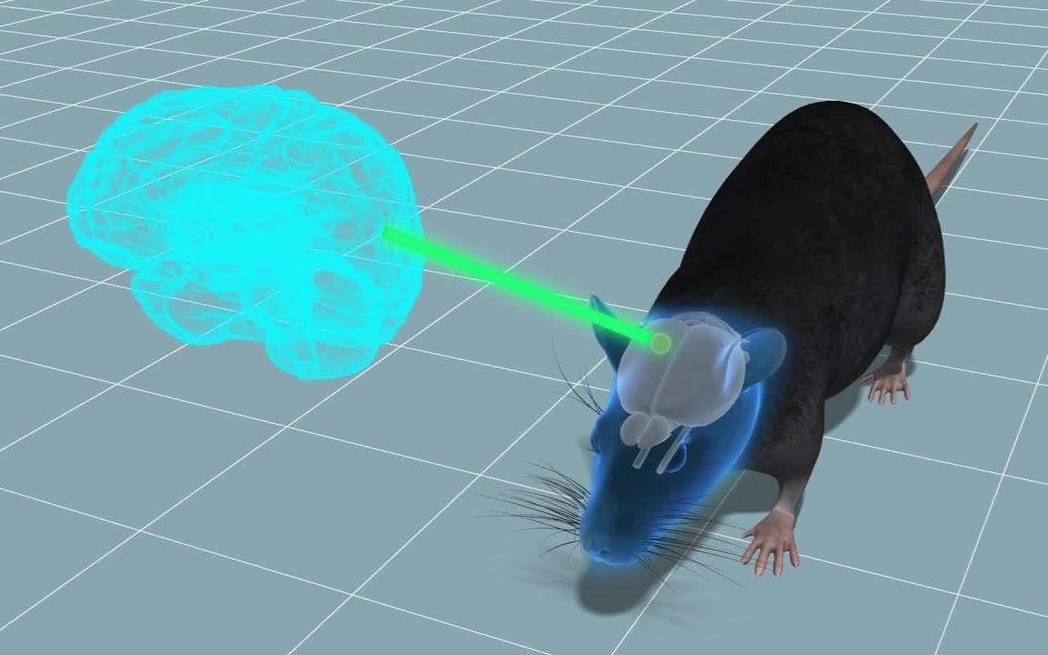 把人类脑细胞植入老鼠大脑中，老鼠居然智力提高变聪明了！？@油兔不二字幕组